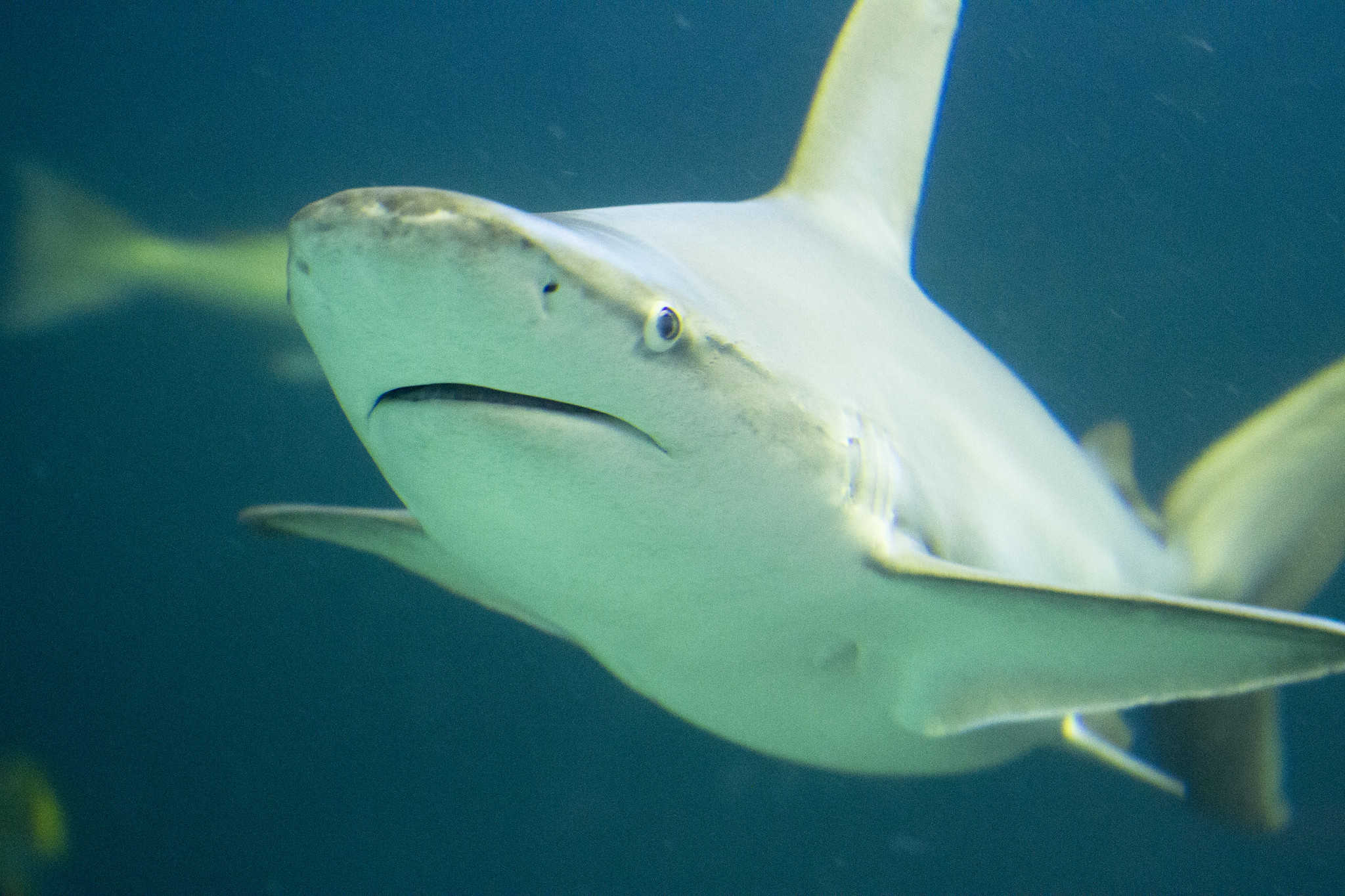 Nurse Shark 11 Dazzling Facts about a Predatory Layabout